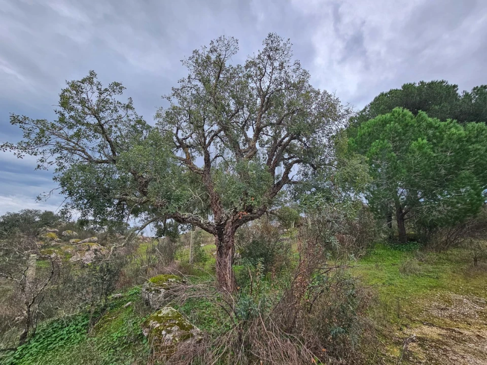 Terreno para Venda em Vimieiro Foto 14