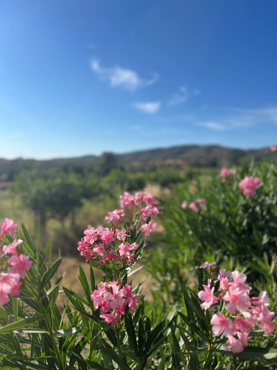 Moradia T2 para Venda em Alte Foto 28