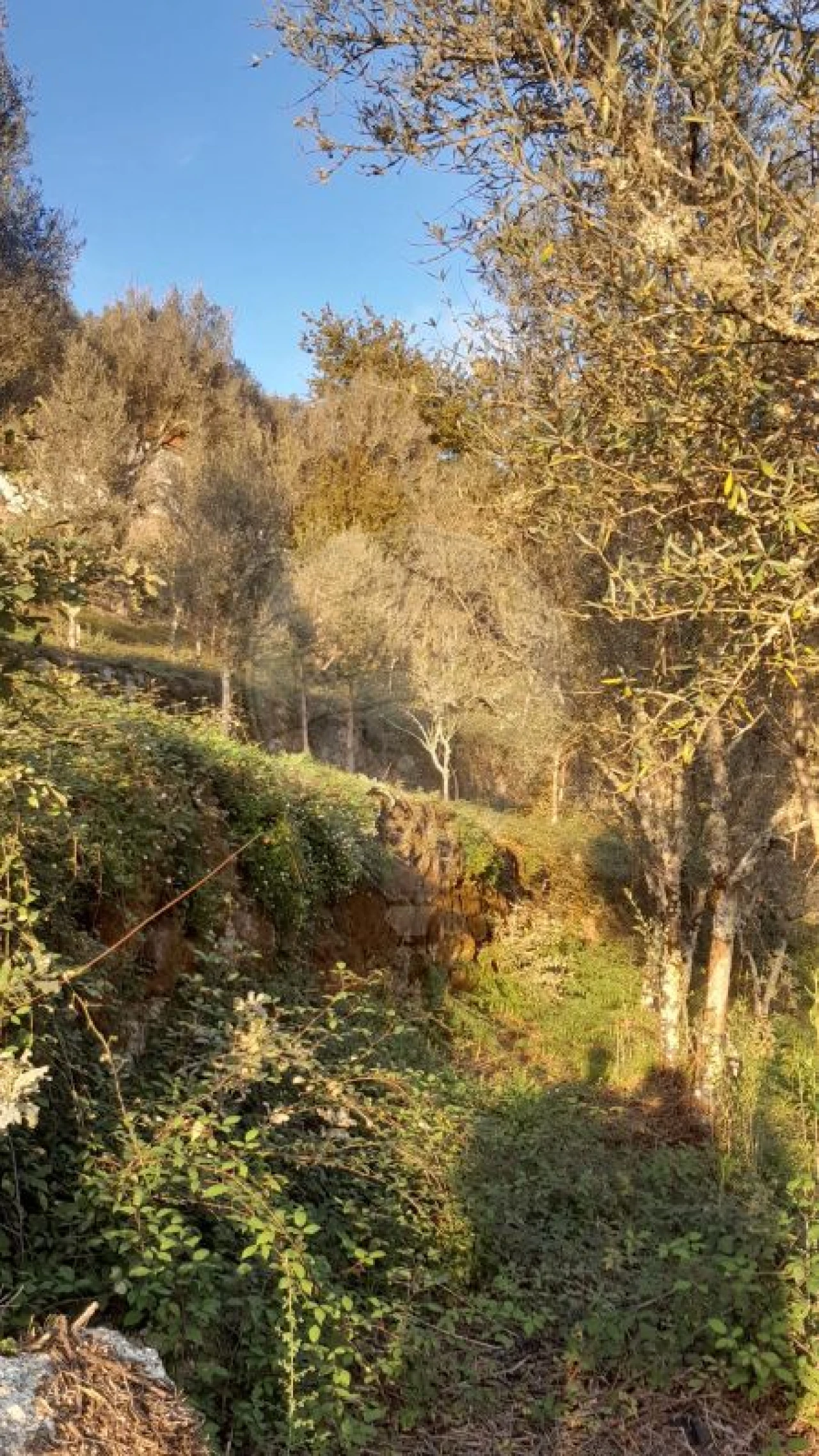Terreno para Venda em Rossas Foto 8