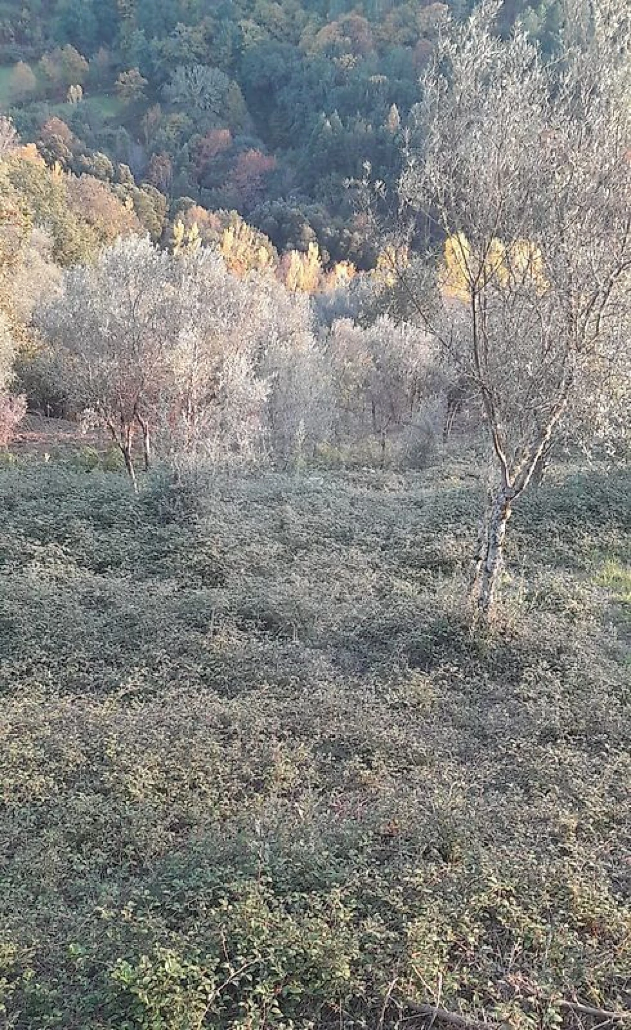 Terreno para Venda em Rossas Foto 5