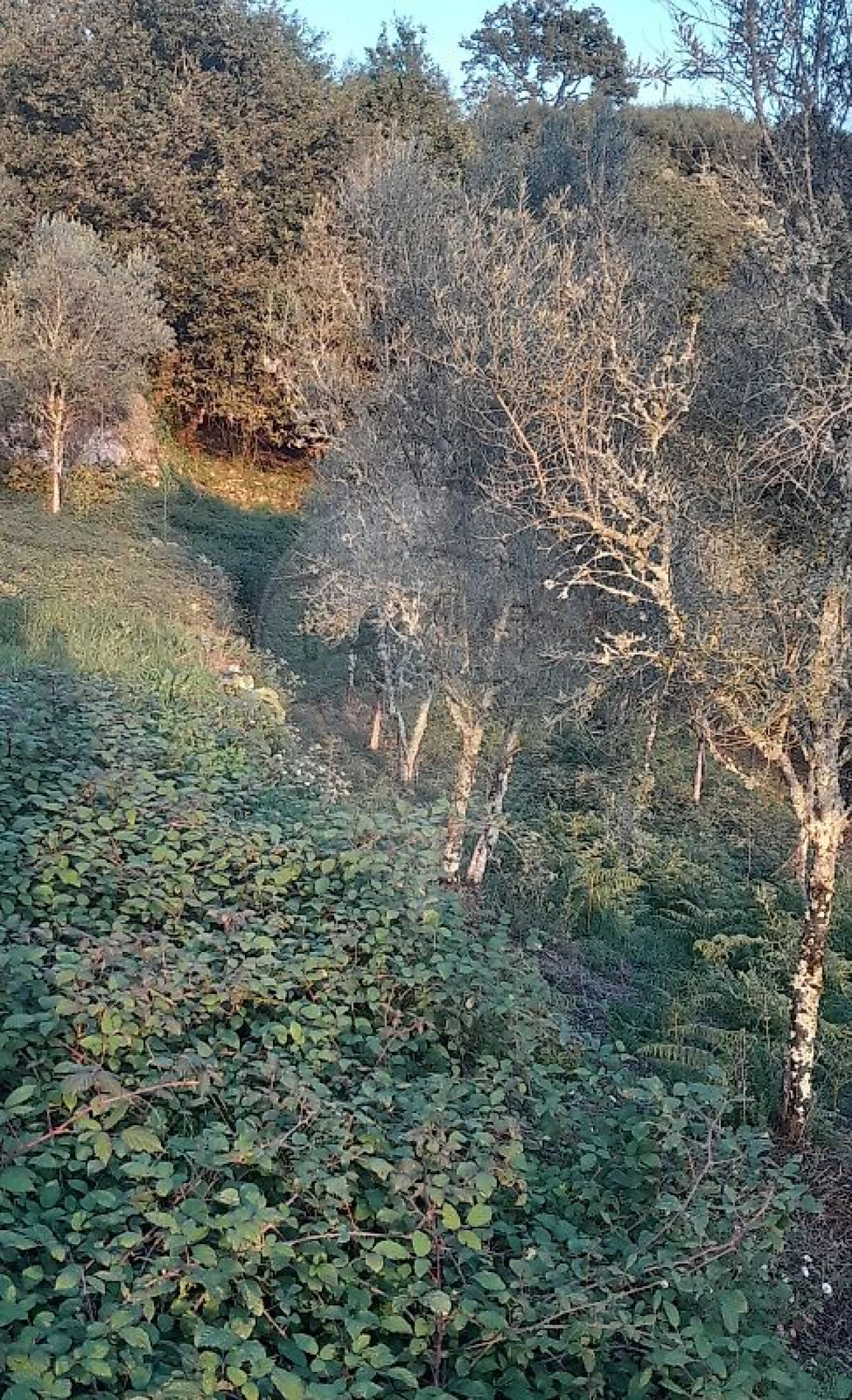 Terreno para Venda em Rossas Foto 1