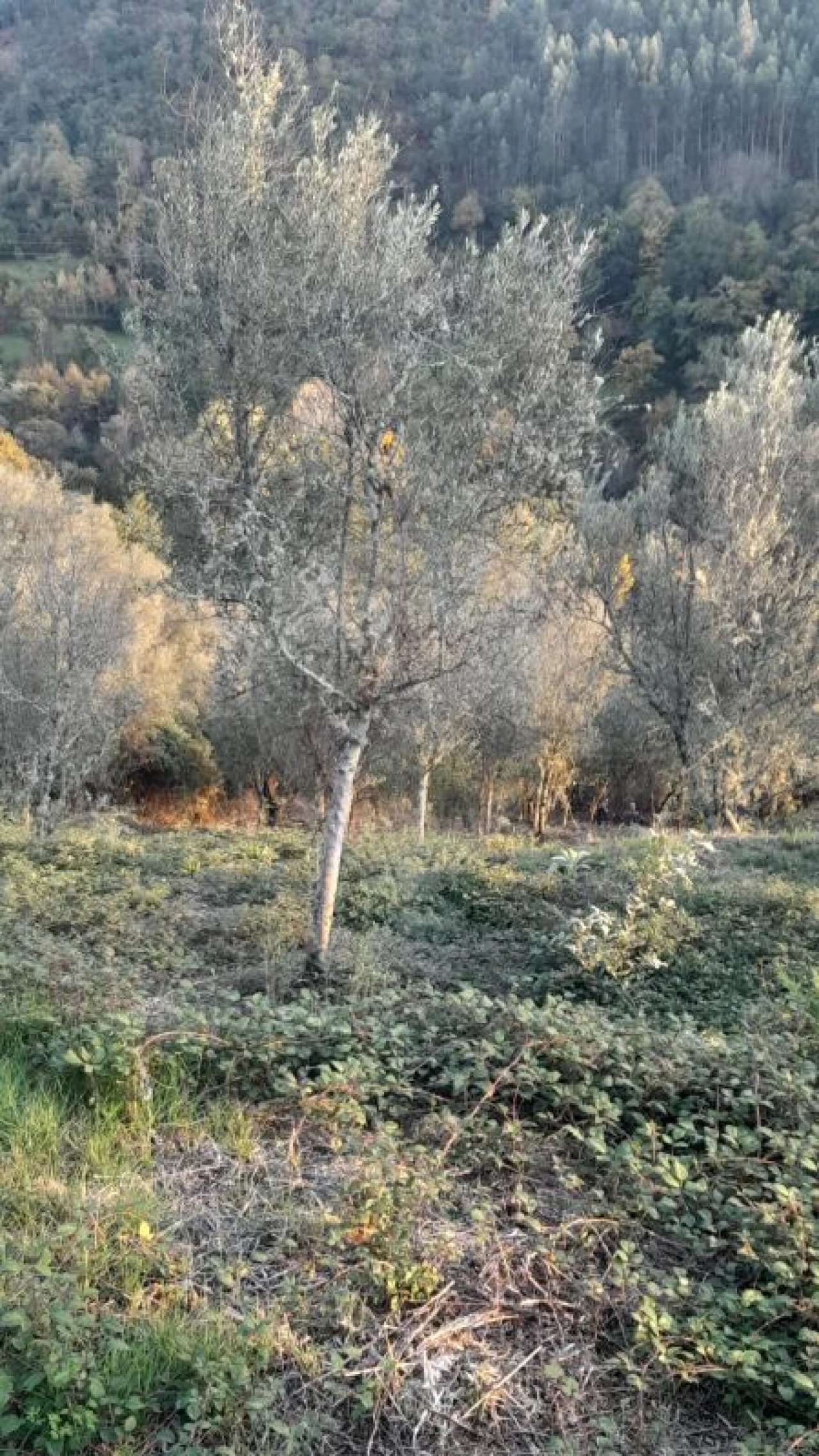 Terreno para Venda em Rossas Foto 2