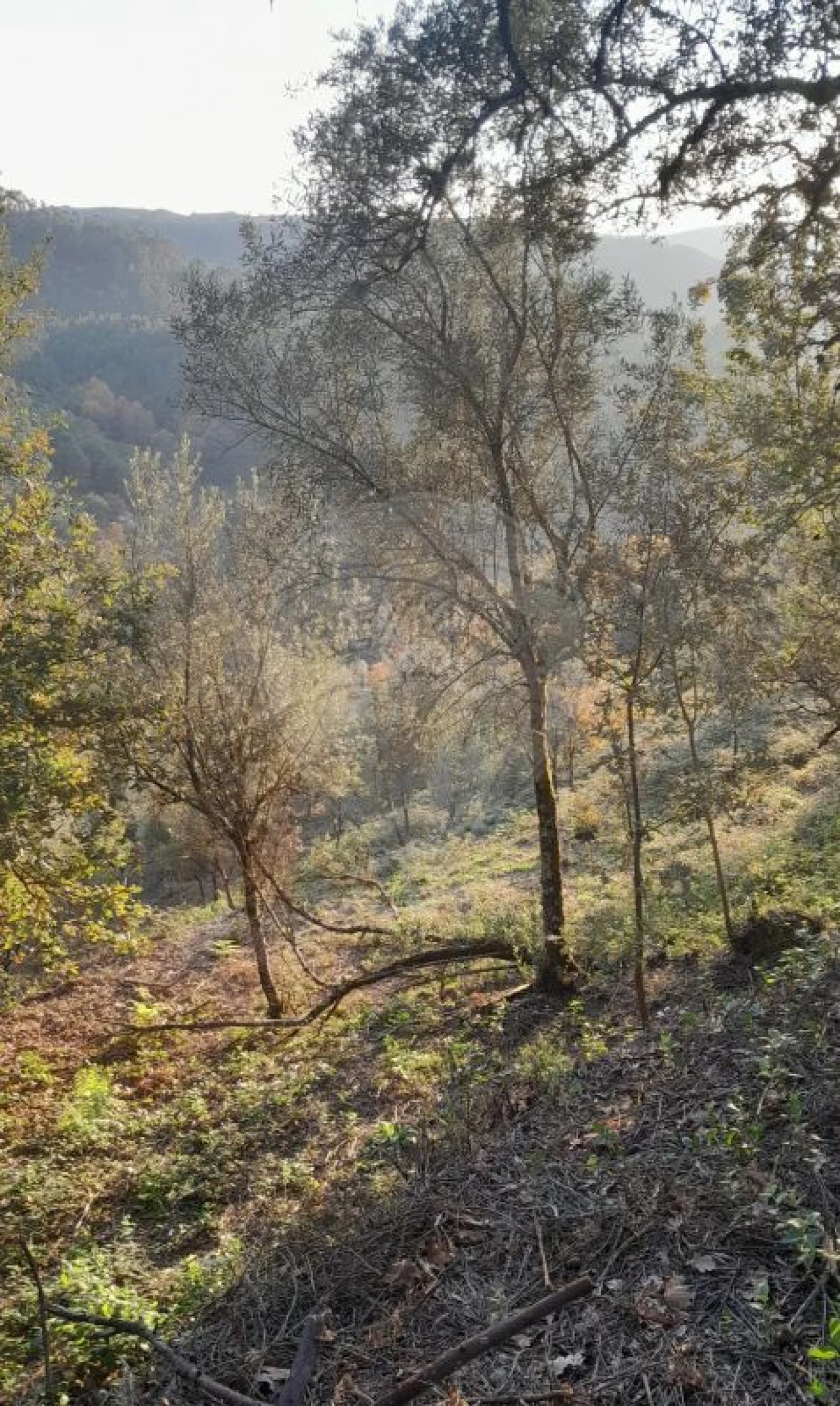 Terreno para Venda em Rossas Foto 11