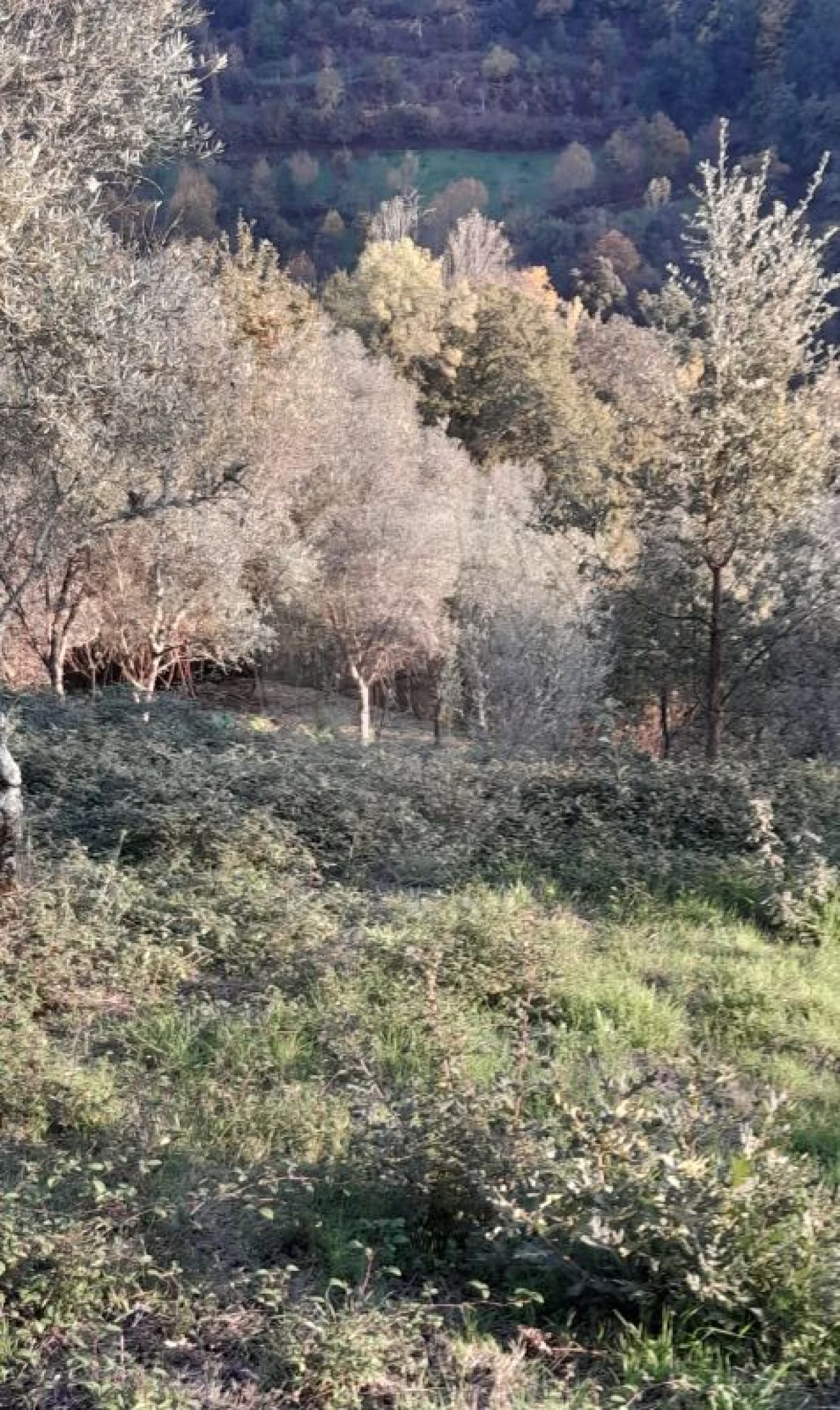 Terreno para Venda em Rossas Foto 14