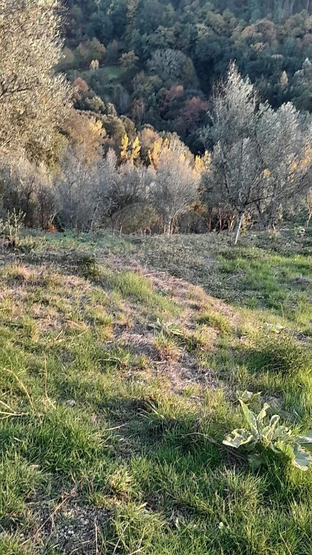 Terreno para Venda em Rossas Foto 3