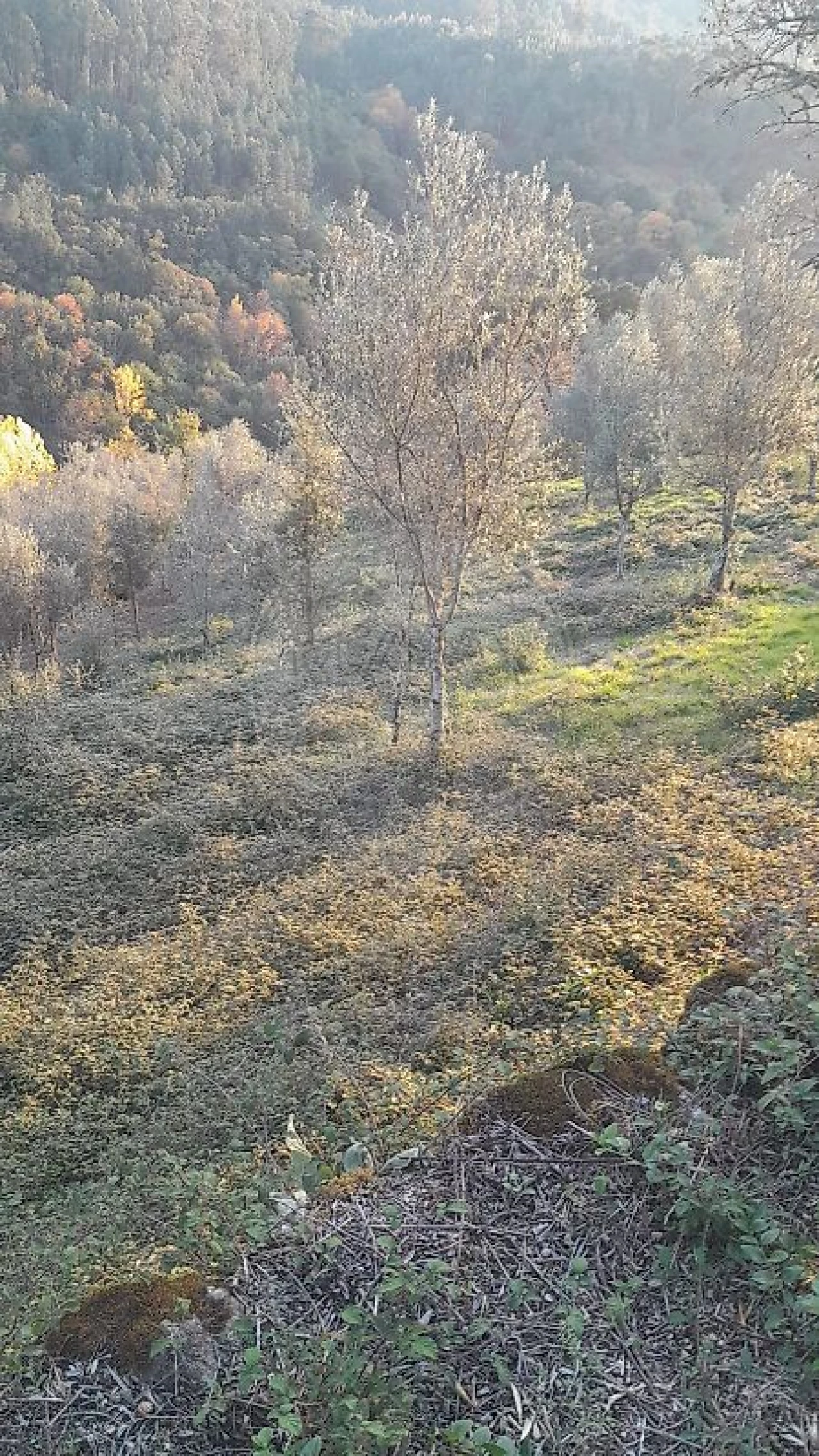 Terreno para Venda em Rossas Foto 16