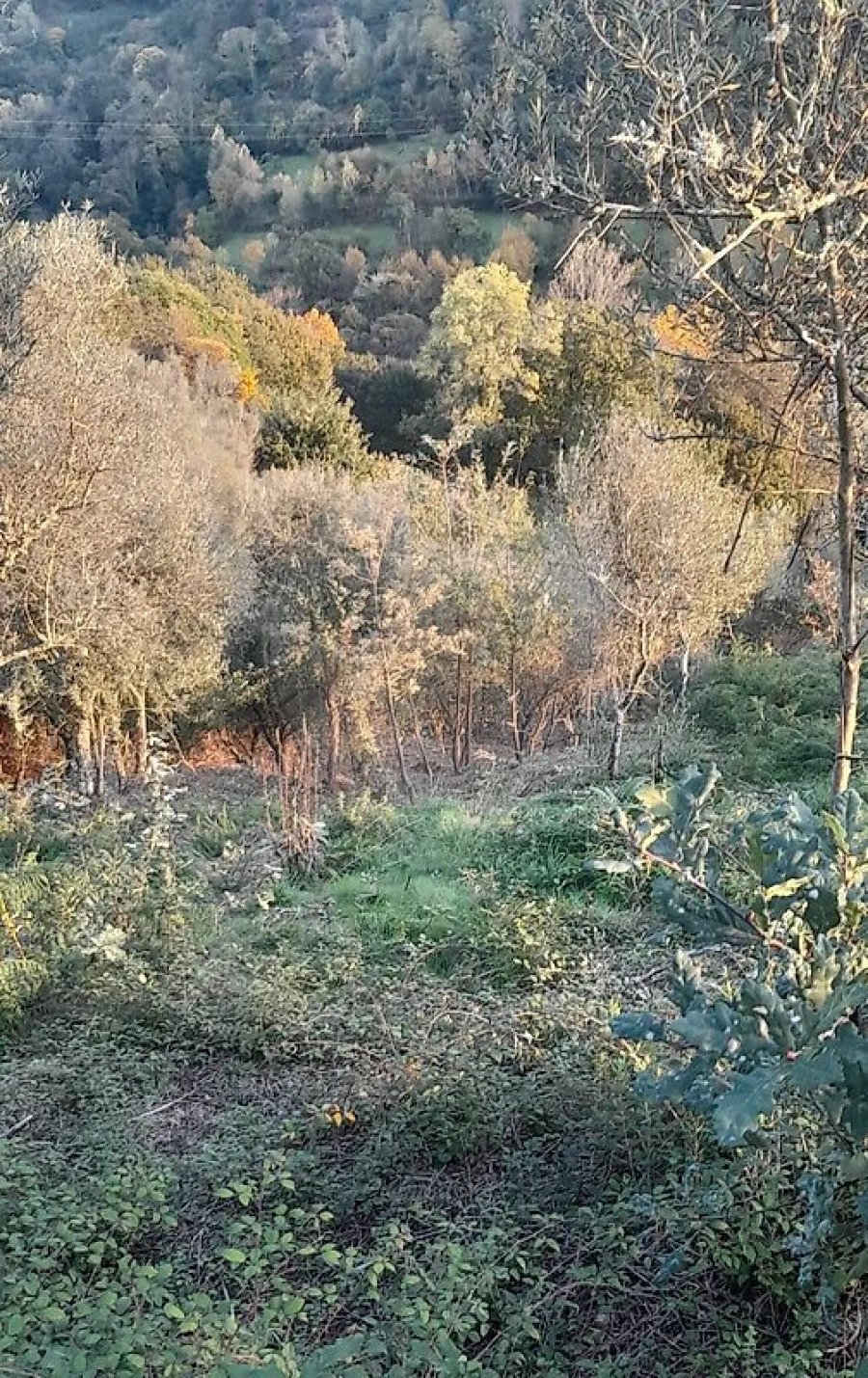 Terreno para Venda em Rossas Foto 17