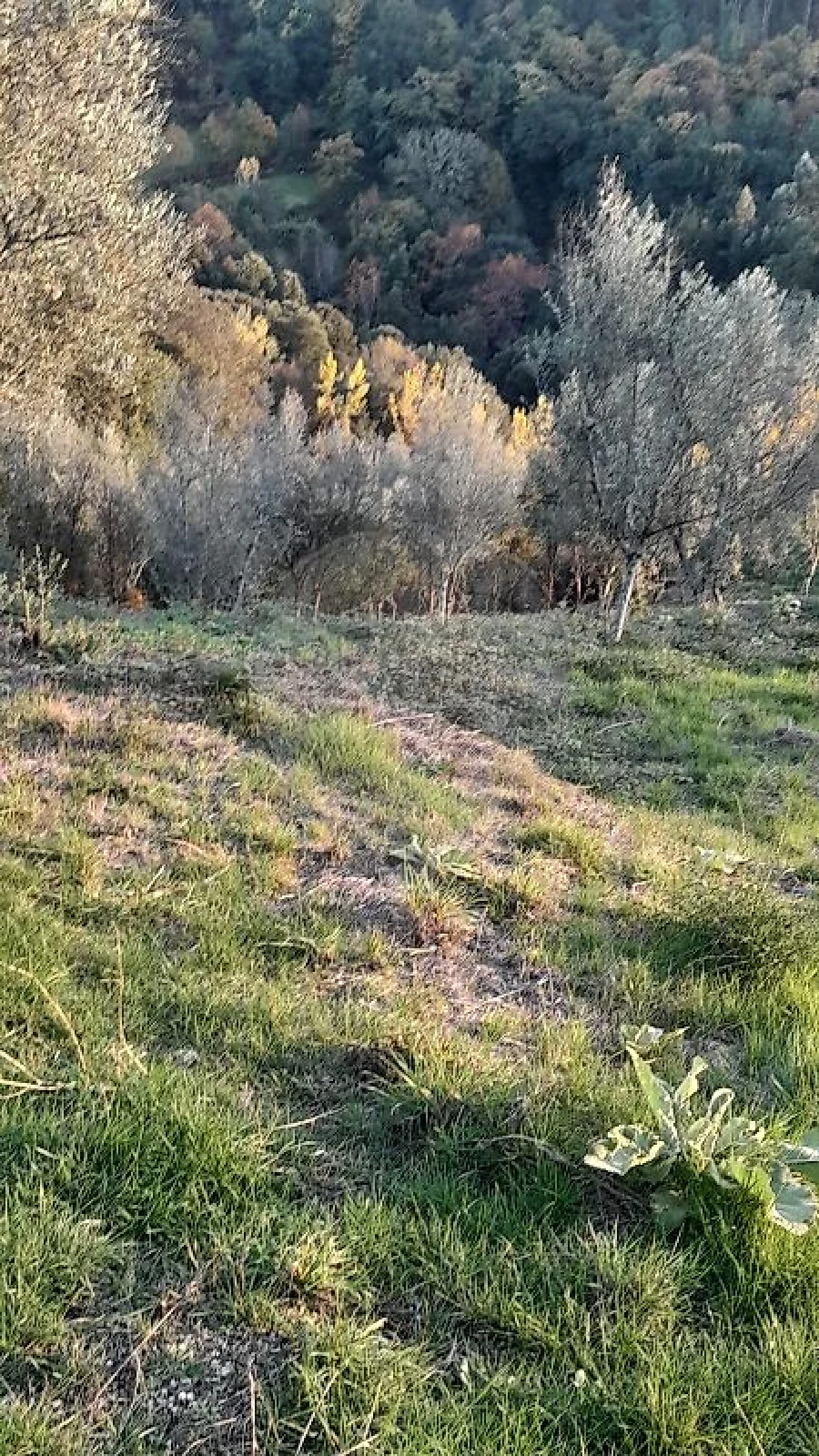 Terreno para Venda em Rossas Foto 3