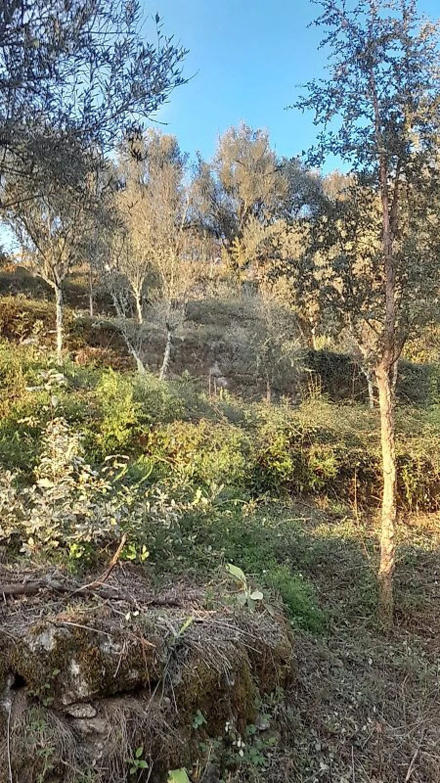 Terreno para Venda em Rossas Foto 10