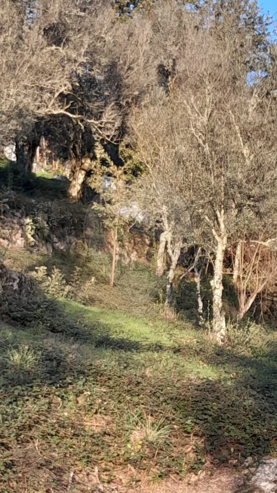 Terreno para Venda em Rossas Foto 13