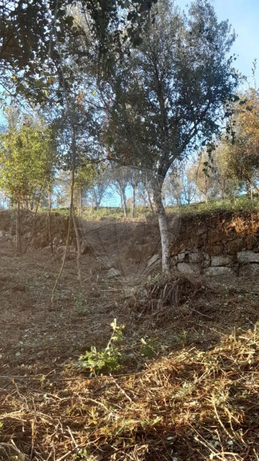 Terreno para Venda em Rossas Foto 7