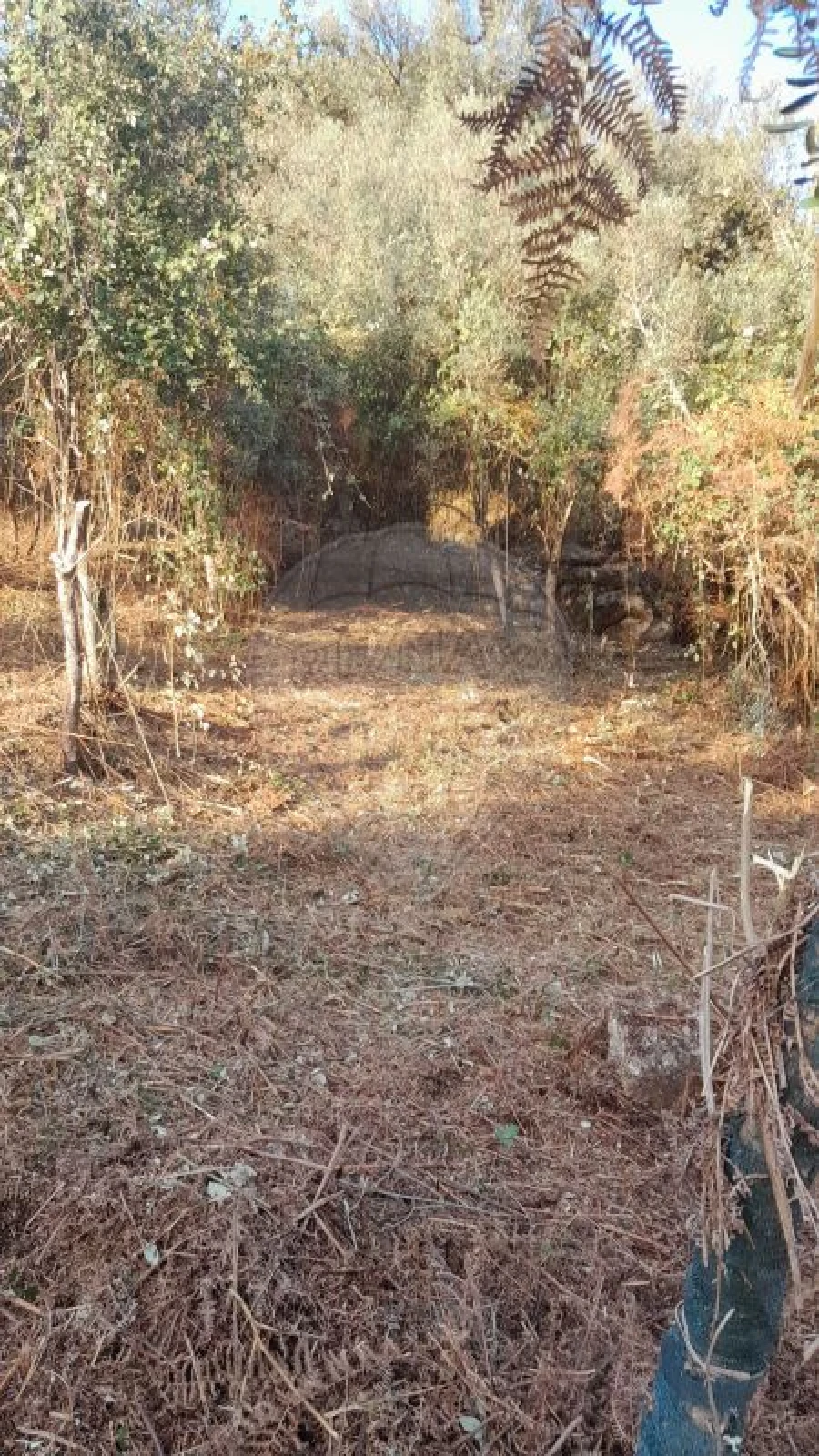 Terreno para Venda em Rossas Foto 9