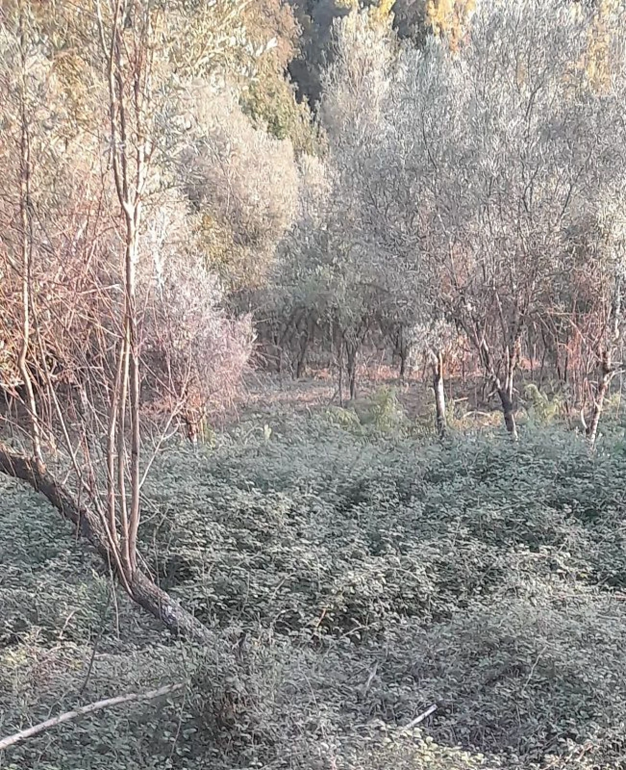 Terreno para Venda em Rossas Foto 6