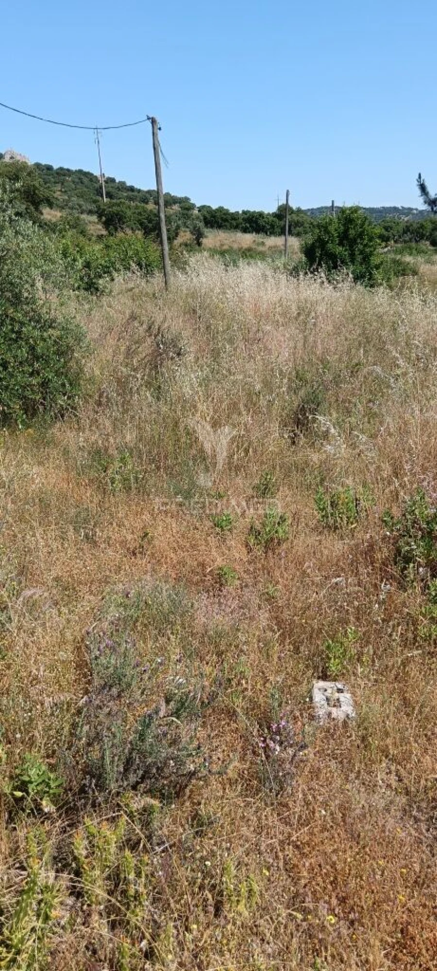 Terreno para Venda em Ribeira de Nisa e Carreiras Foto 3