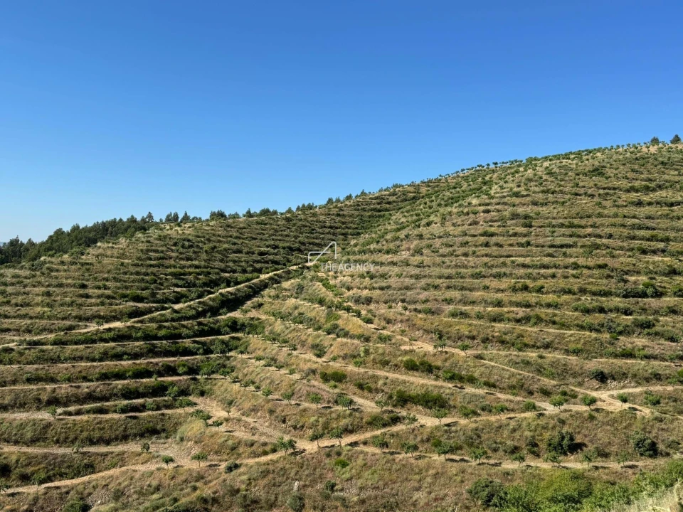 Terreno para Venda em Longroiva Foto 5