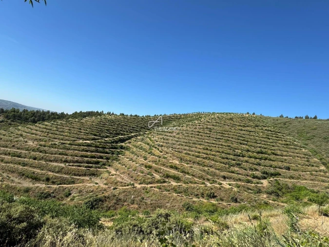 Terreno para Venda em Longroiva Foto 3