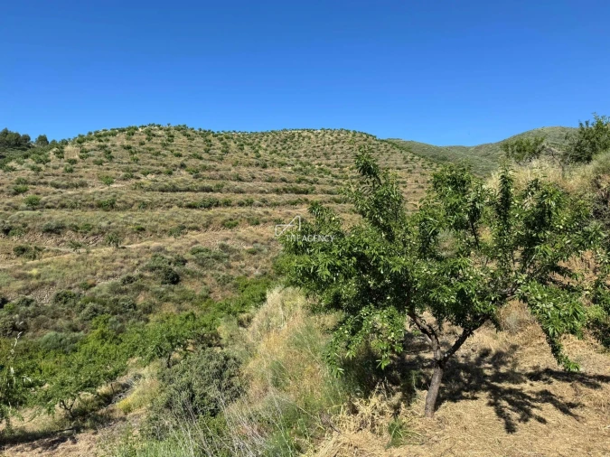 Terreno para Venda em Longroiva Foto 6