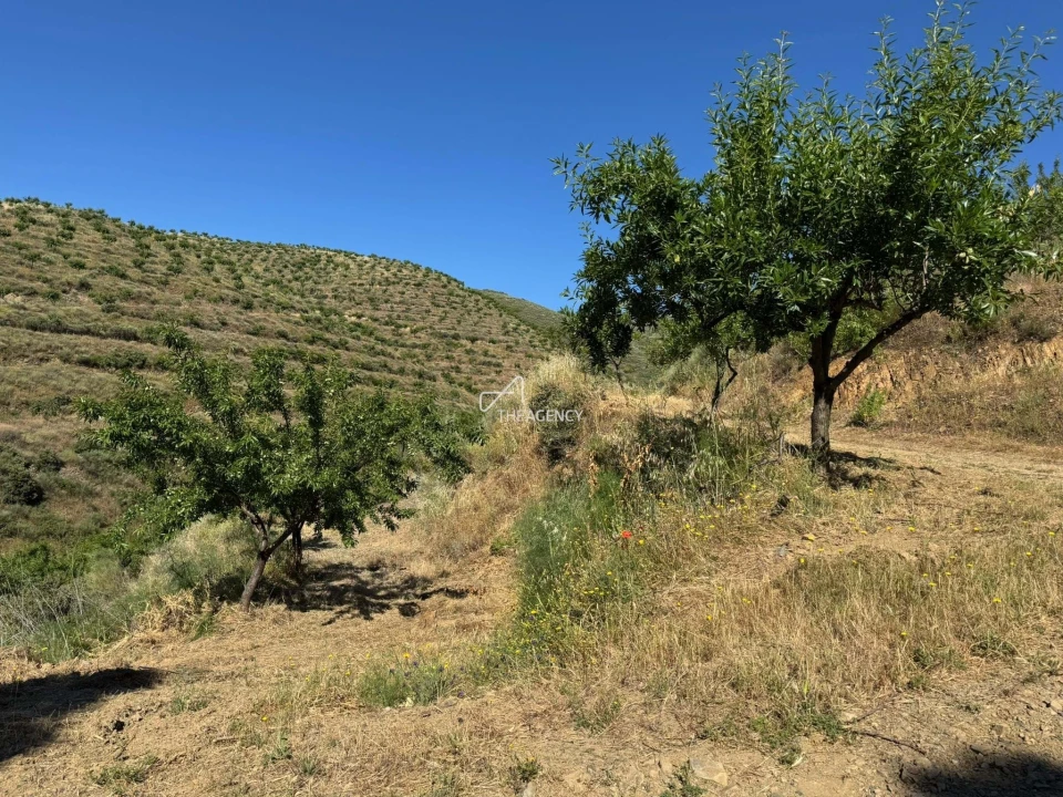 Terreno para Venda em Longroiva Foto 7