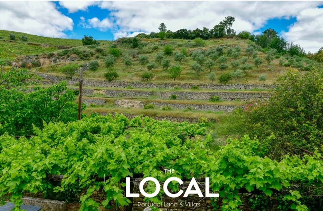 Quinta T7 para Venda em Carrazeda de Ansiães Foto 21