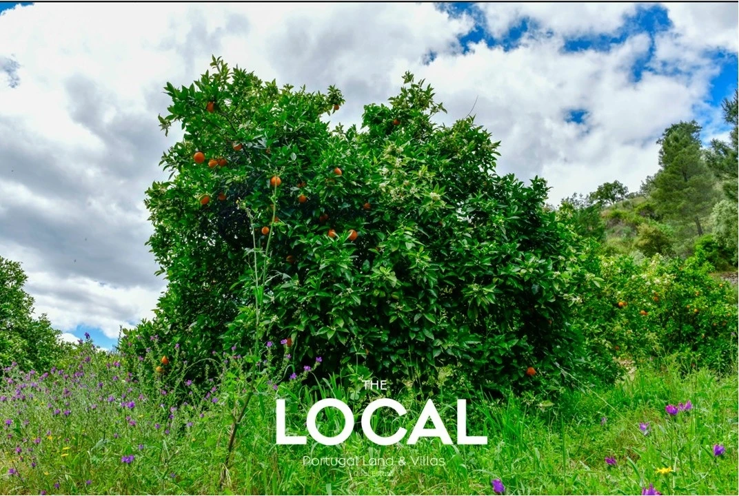 Quinta T7 para Venda em Carrazeda de Ansiães Foto 13