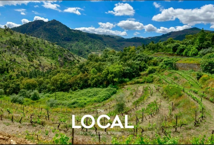 Quinta T7 para Venda em Carrazeda de Ansiães Foto 3