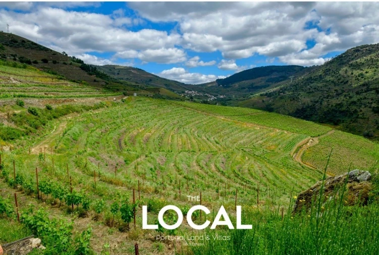Quinta T7 para Venda em Carrazeda de Ansiães Foto 6