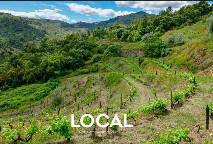 Quinta T7 para Venda em Carrazeda de Ansiães Foto 4