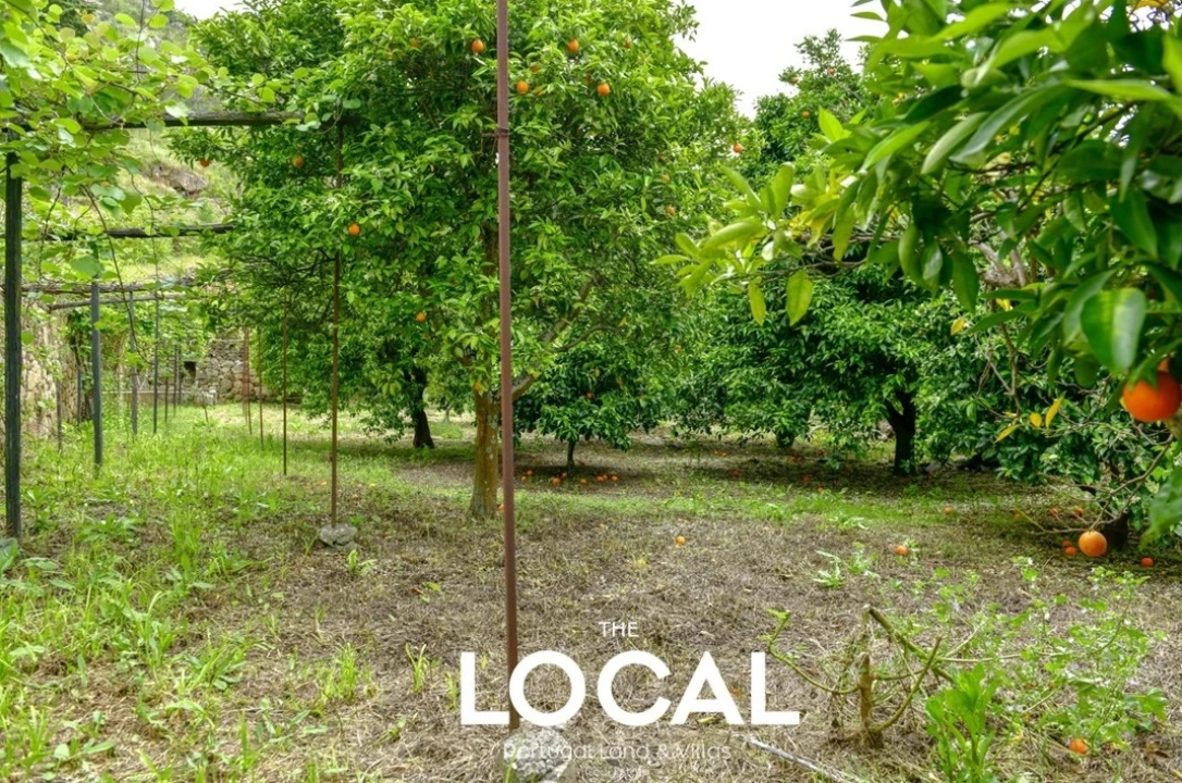 Quinta T7 para Venda em Carrazeda de Ansiães Foto 23