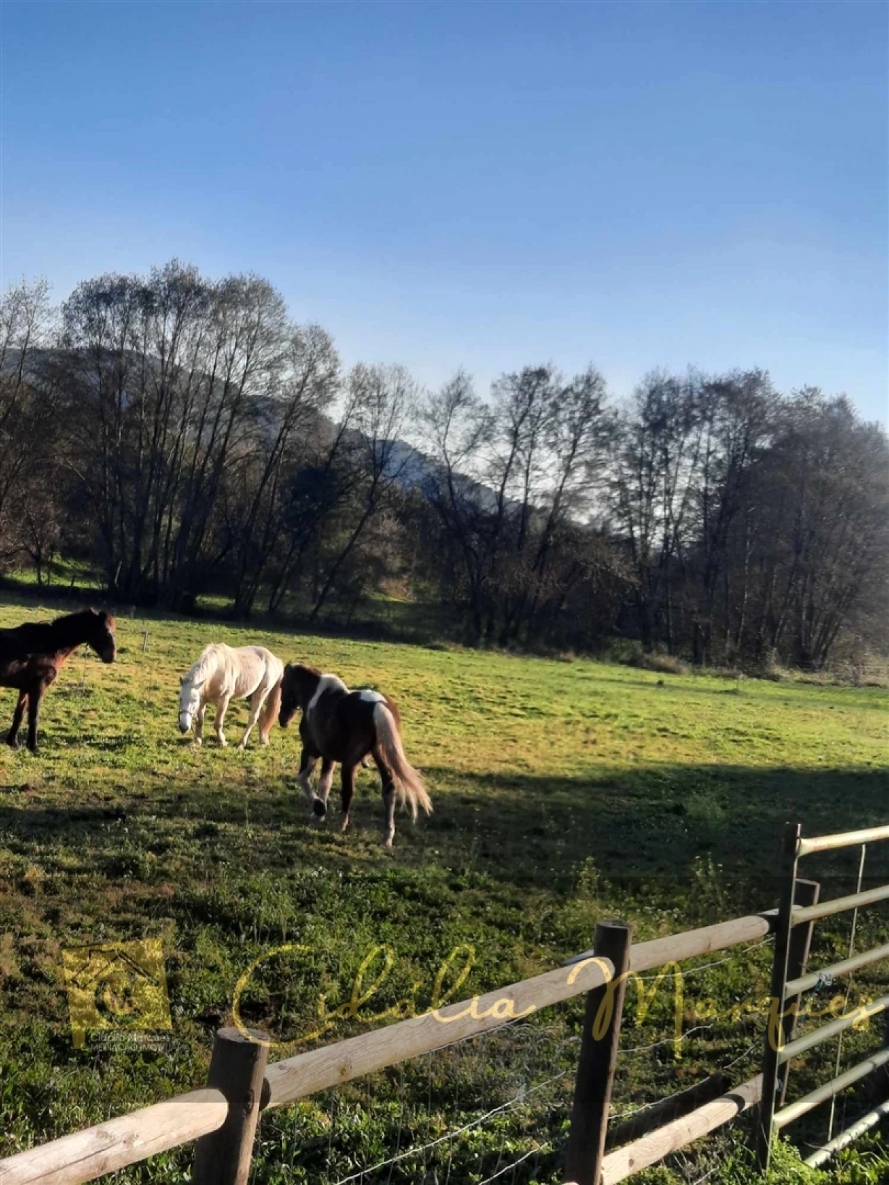 Quinta T0 para Venda em Açores e Velosa Foto 24