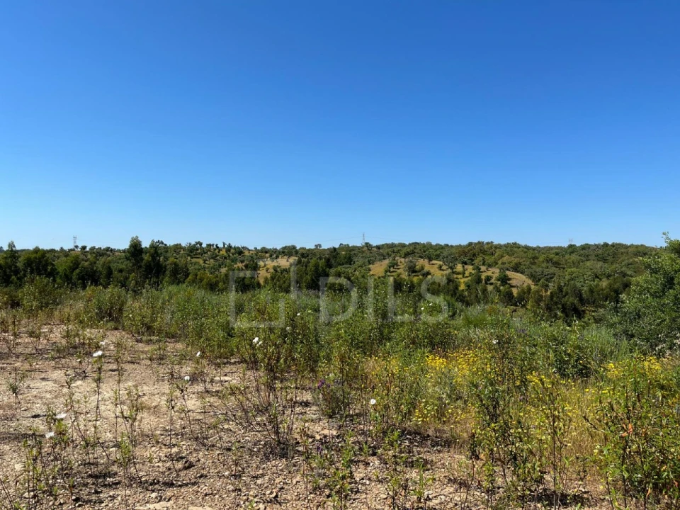Terreno para Venda em Abela Foto 24