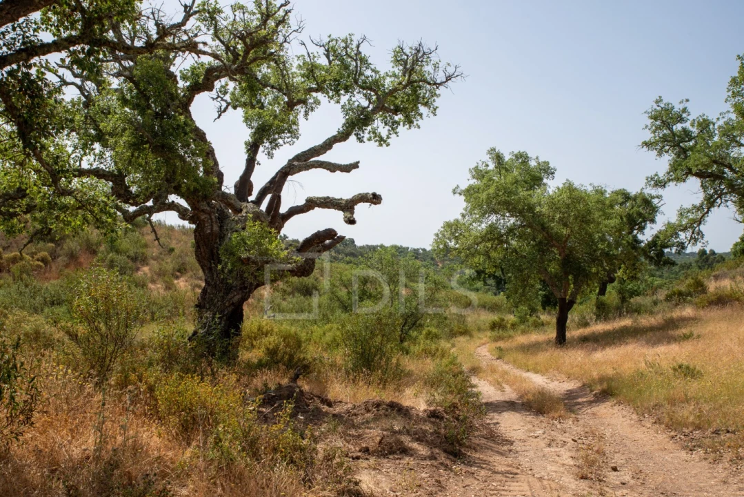 Terreno para Venda em Abela Foto 18