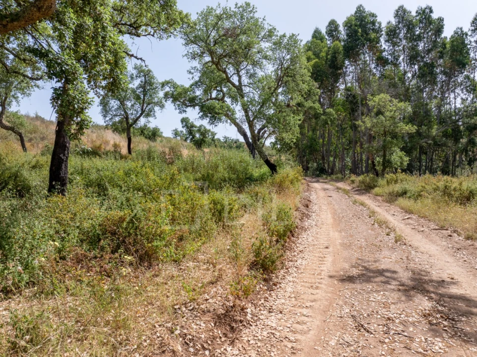 Terreno para Venda em Abela Foto 17