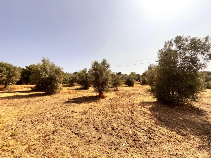 Terreno para Venda em Olaia e Paço Foto 5