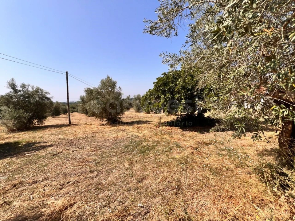 Terreno para Venda em Olaia e Paço Foto 3