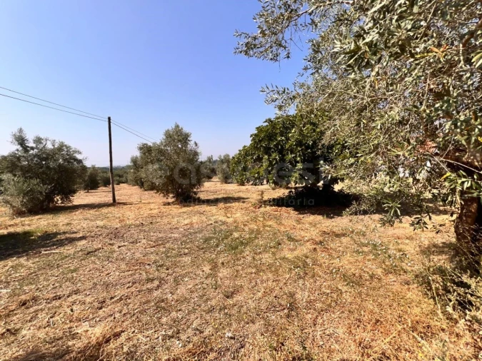 Terreno para Venda em Olaia e Paço Foto 3