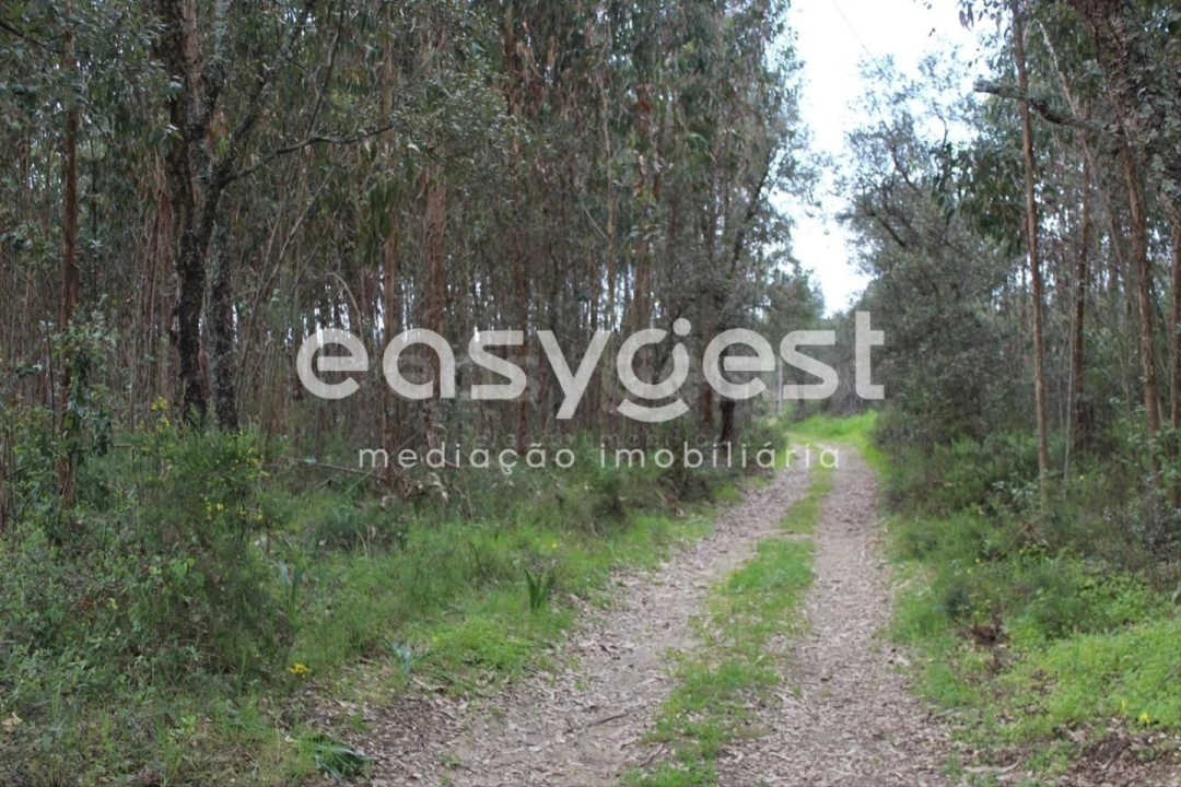 Terreno para Venda em Olalhas Foto 1