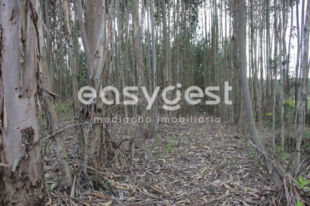 Terreno para Venda em Olalhas Foto 4