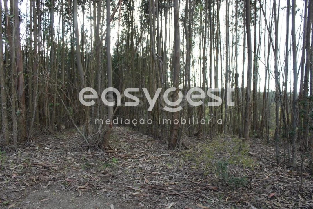 Terreno para Venda em Olalhas Foto 8