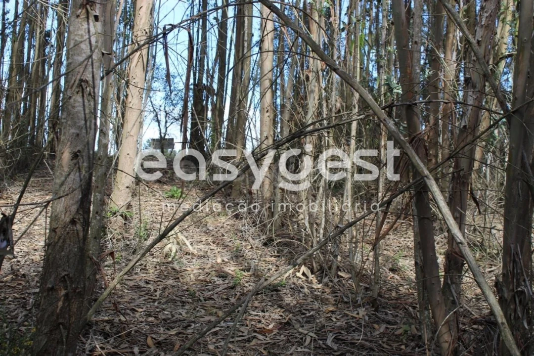 Terreno para Venda em Olalhas Foto 10