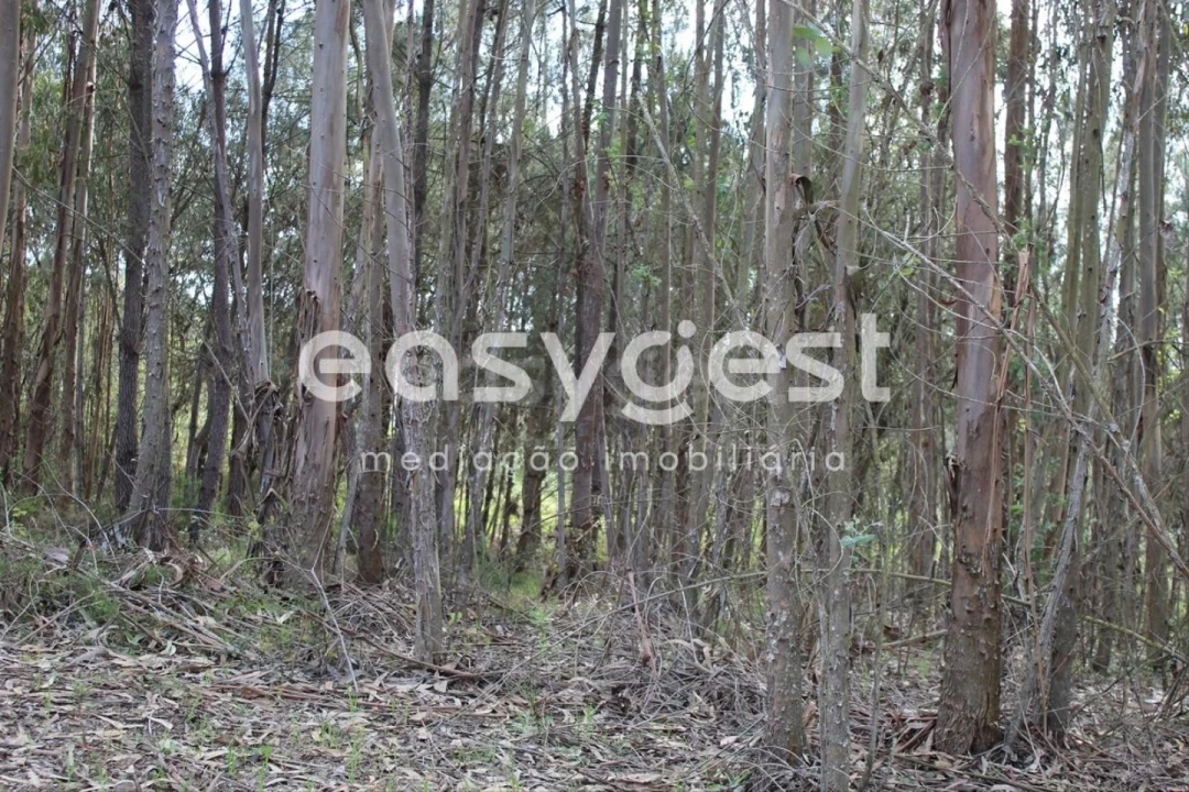 Terreno para Venda em Olalhas Foto 11