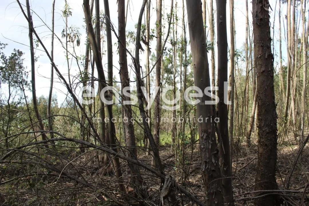 Terreno para Venda em Olalhas Foto 12