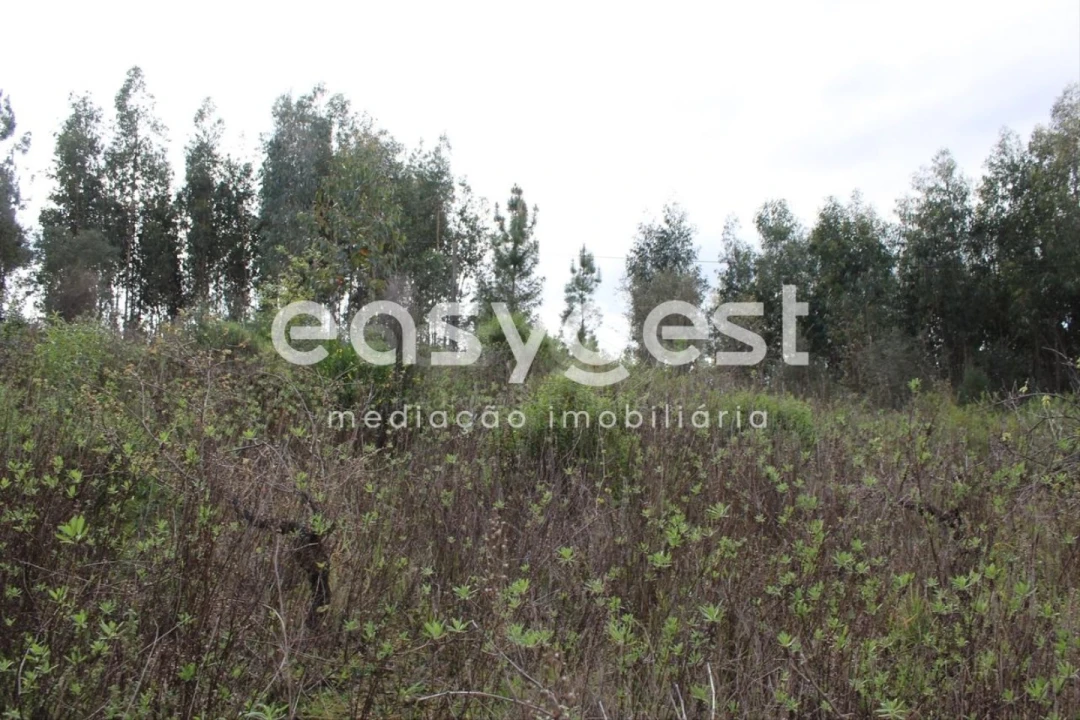 Terreno para Venda em Olalhas Foto 15