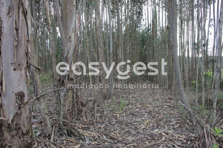 Terreno para Venda em Olalhas Foto 4