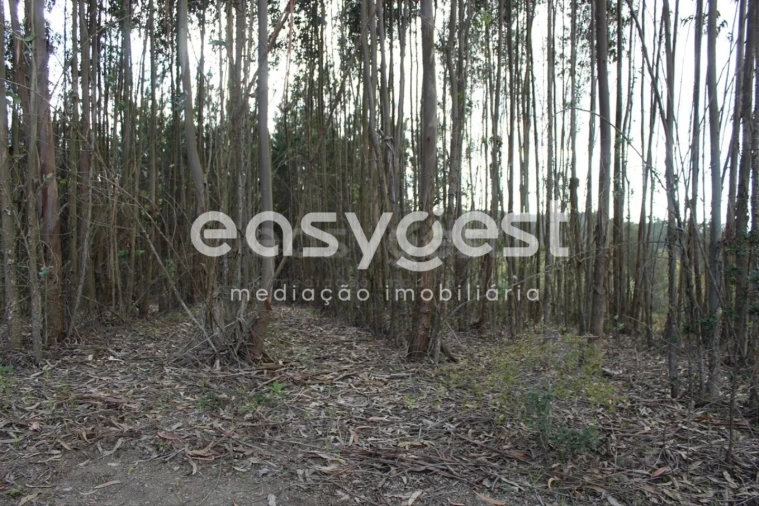 Terreno para Venda em Olalhas Foto 8