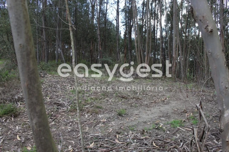 Terreno para Venda em Olalhas Foto 17