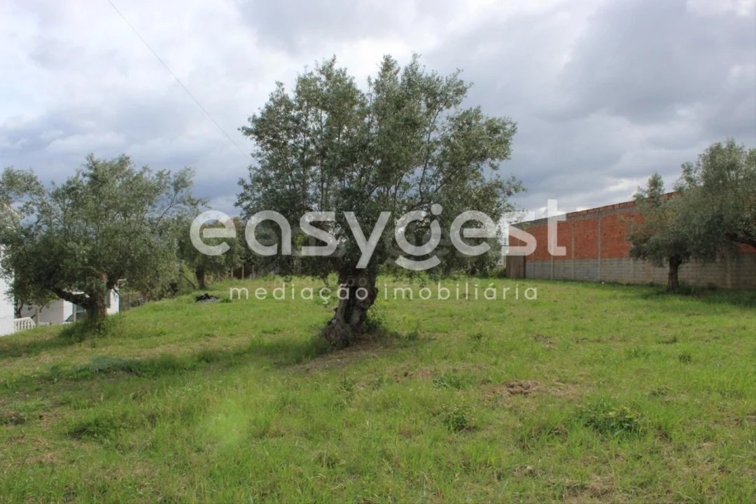 Terreno para Venda em São João Baptista e Santa Maria dos Olivais Foto 5