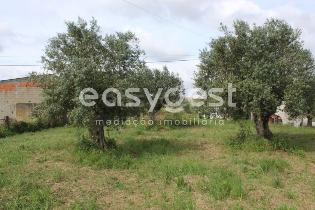 Terreno para Venda em São João Baptista e Santa Maria dos Olivais Foto 15