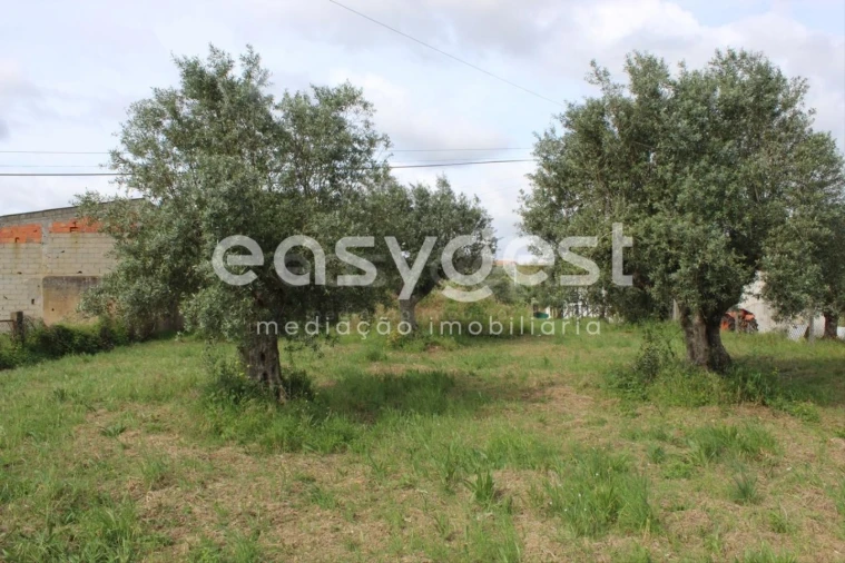 Terreno para Venda em São João Baptista e Santa Maria dos Olivais Foto 15