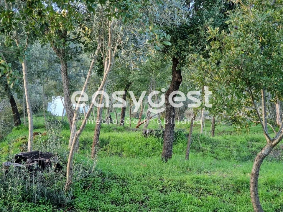 Quinta T3 para Venda em Sardoal Foto 19