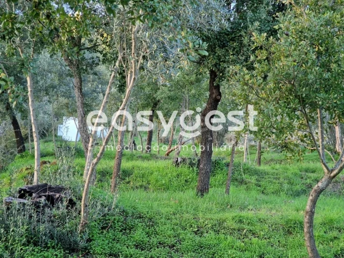 Quinta T3 para Venda em Sardoal Foto 19